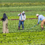 Coastal Trends For Agricultural Organizing: New York As A Barometer 