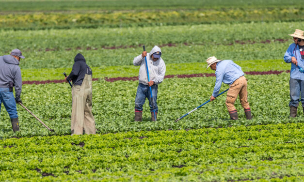Coastal Trends For Agricultural Organizing: New York As A Barometer 